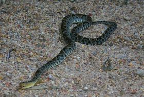 Fer-de-Lance, Fer-de-Lance, poisonous snake in Panama  – Best Places In The World To Retire – International Living